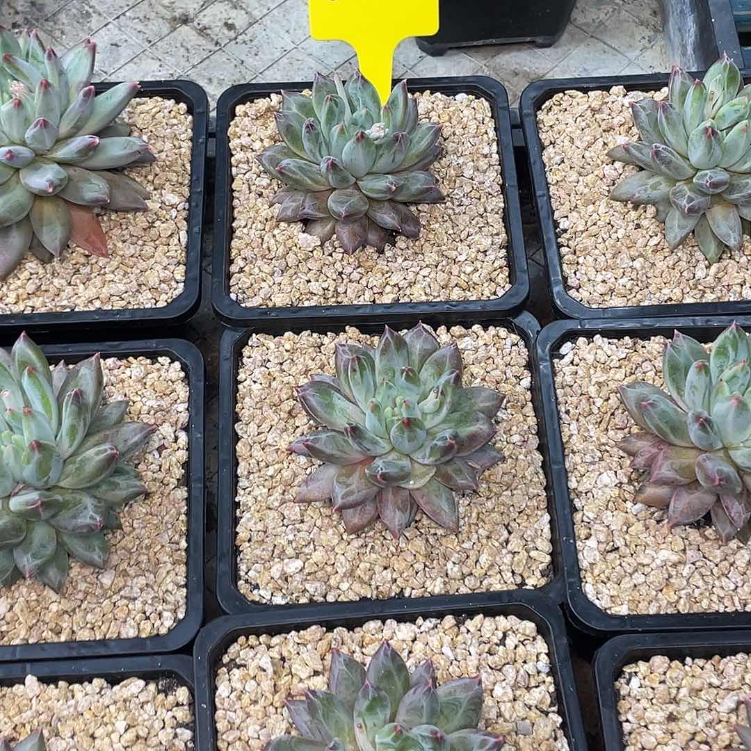 在干嘛呀我想和您