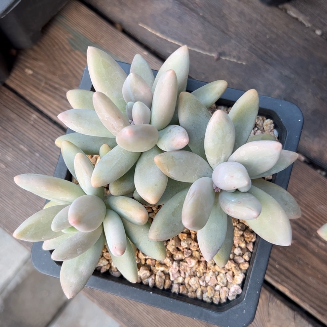 特价白兰地11111111111111