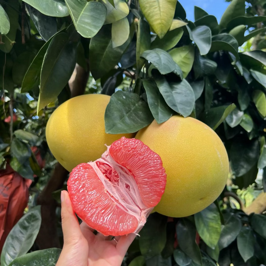 福建平和三红柚蜜柚红肉柚子果肉饱满多汁新鲜应季水果