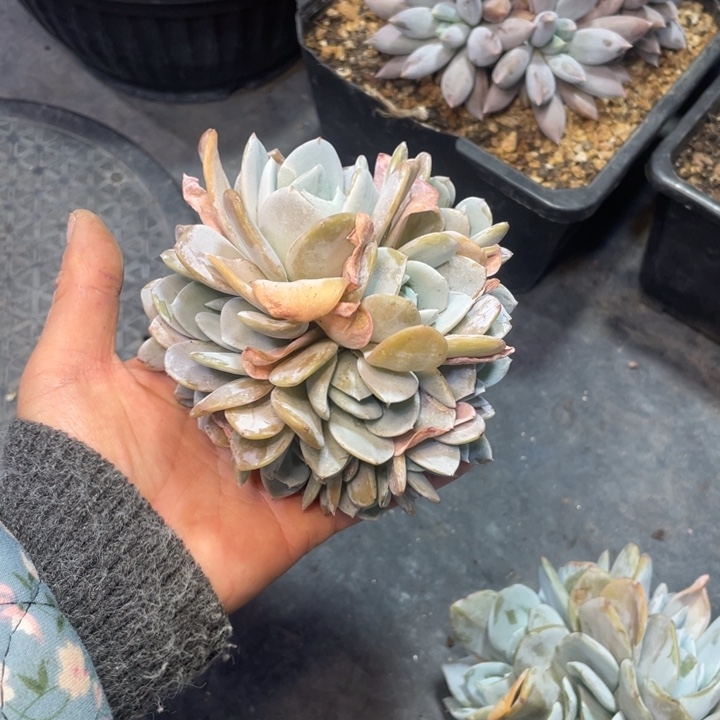 【闪购商品】雪特朵朵