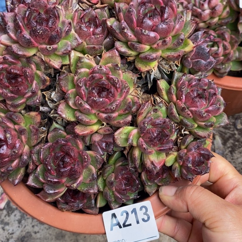 【闪购商品】心*多肉植物