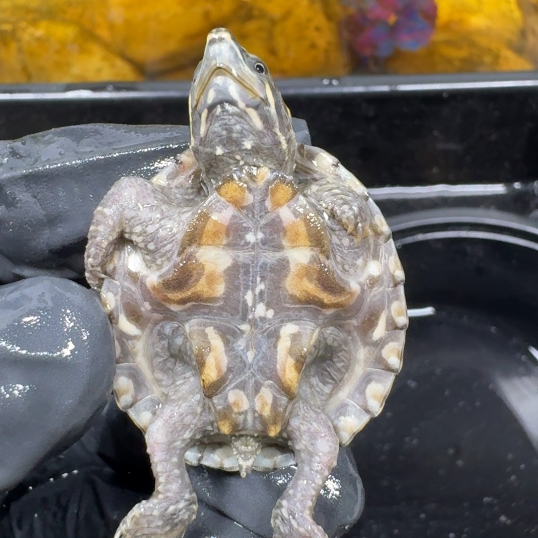 蛋龟不分公母麝香微瑕