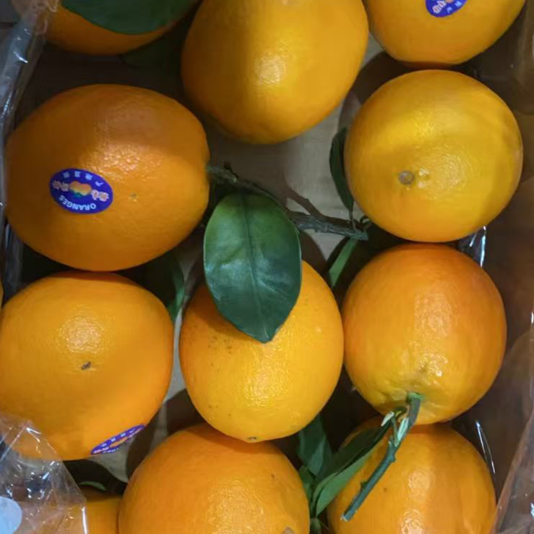 高山脐橙多汁橙子