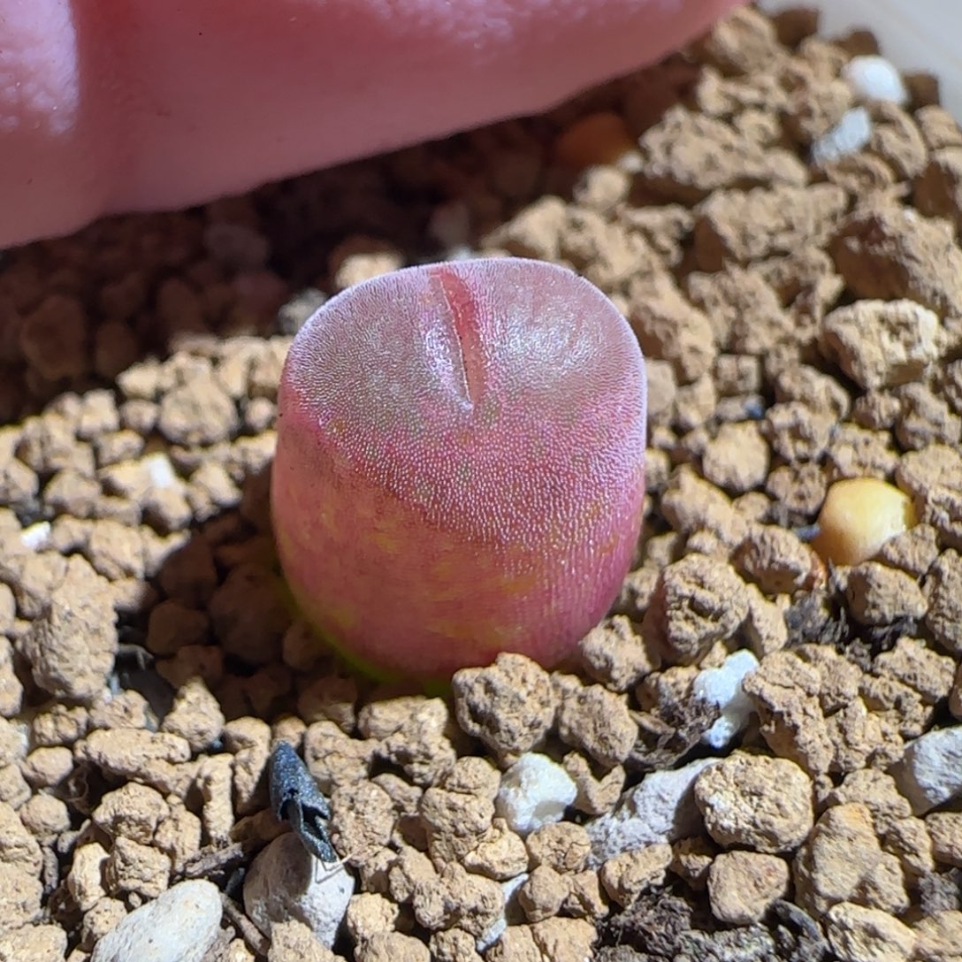 肉锥多肉植物组合-泰坦峡谷302