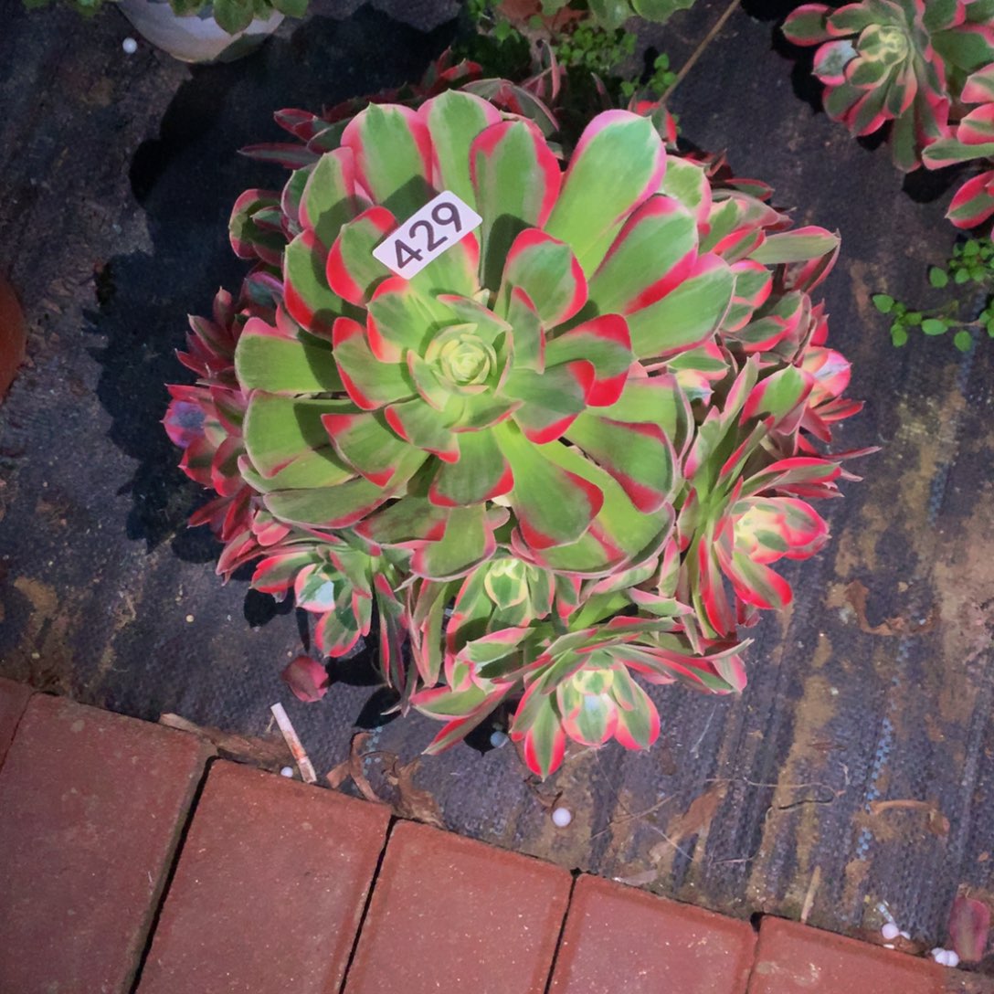 彼***爱无花朵4290000000