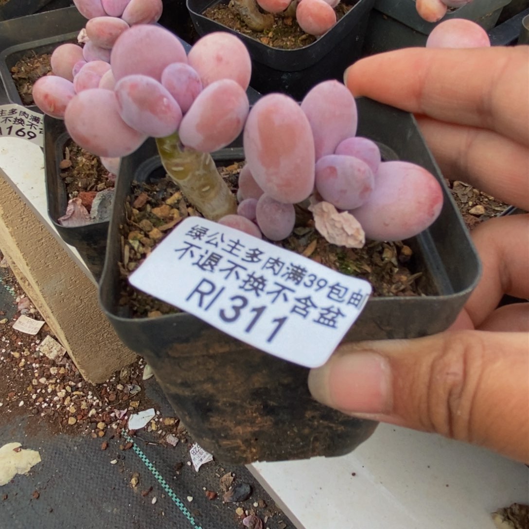 311蛋黄奶多肉4cm