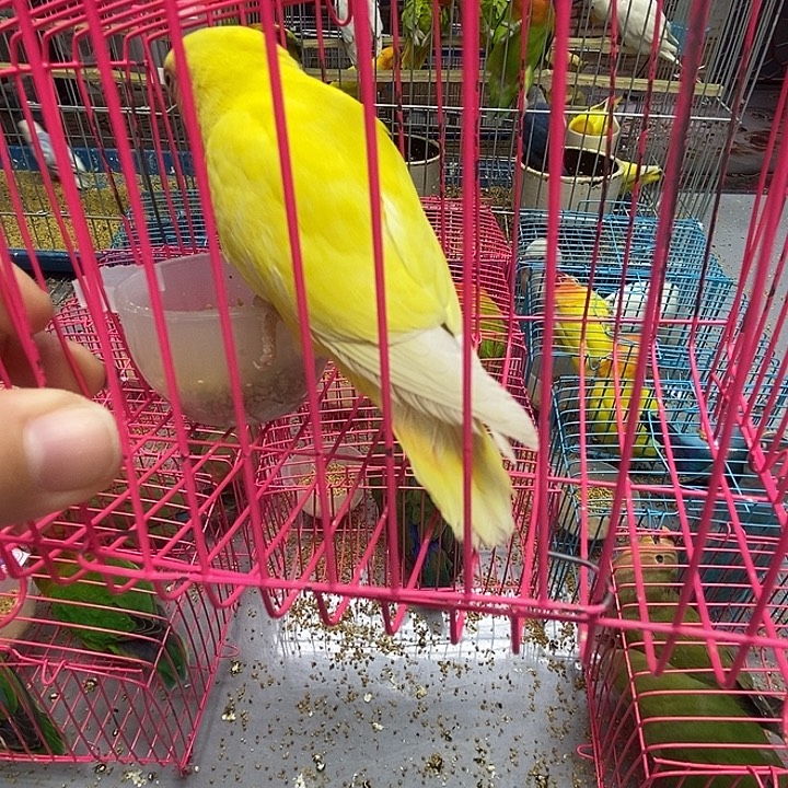 柔***秋虎皮鹦鹉黄桃公一只