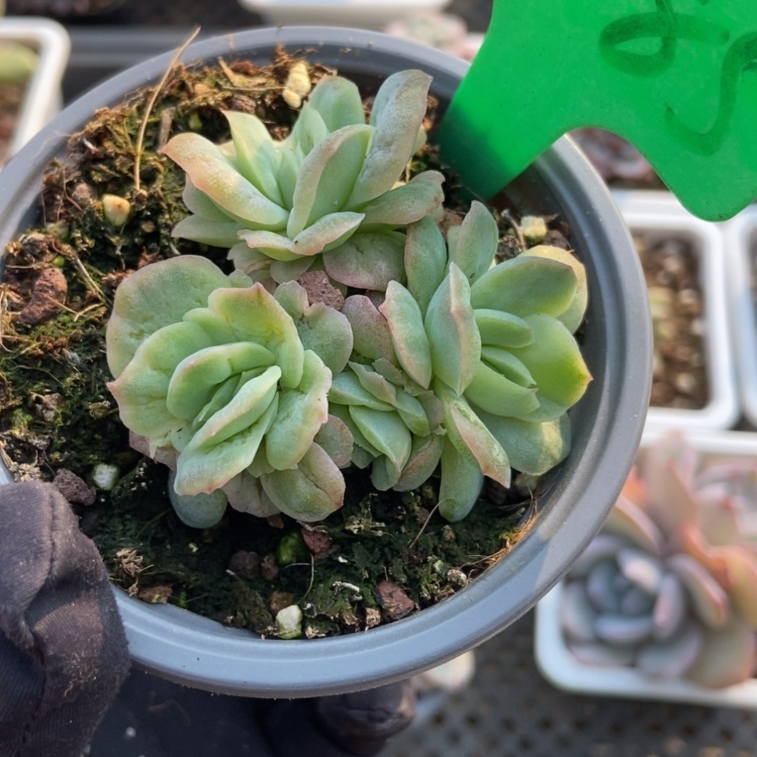 2085泡泡纱多肉植物