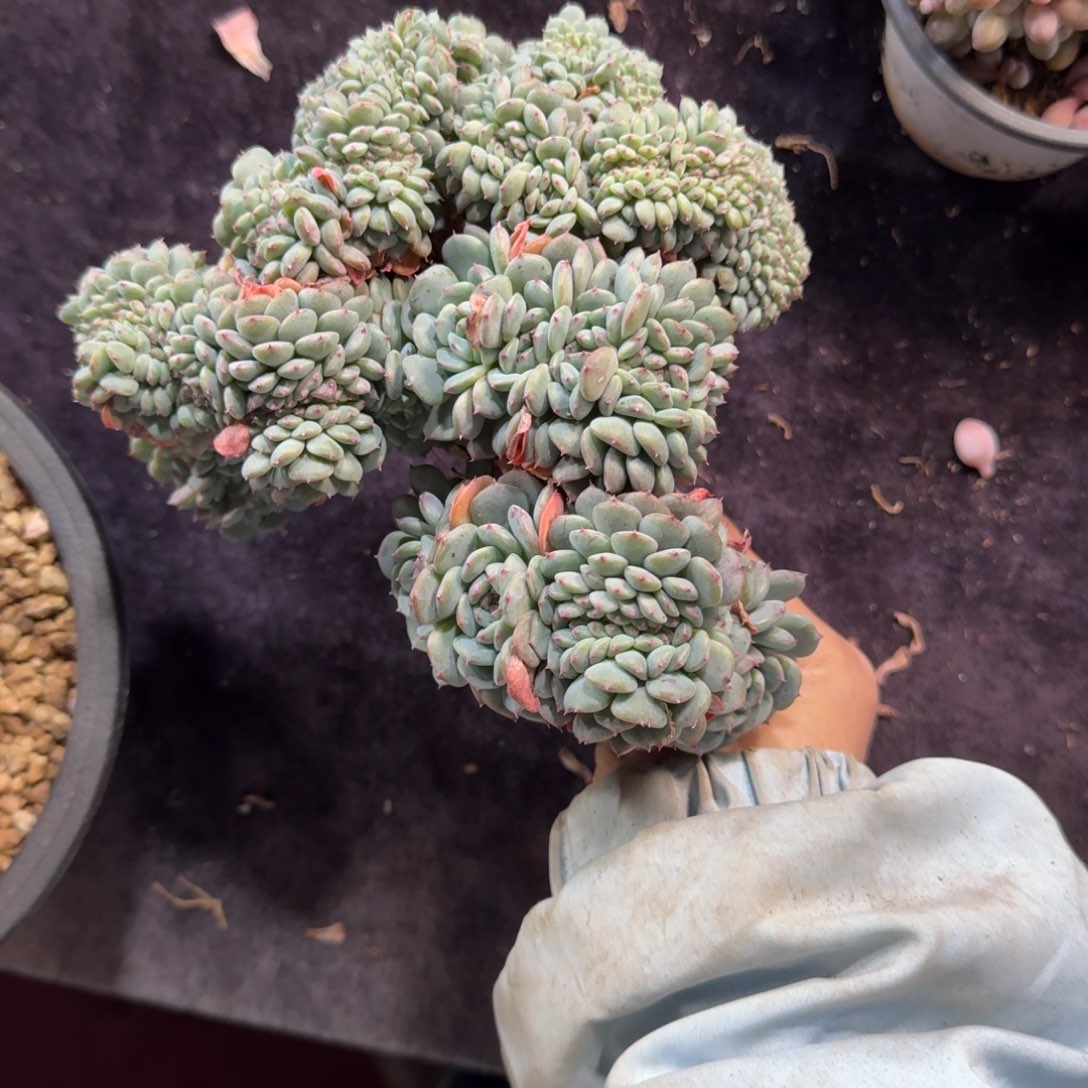 白胖子缀化一物一拍