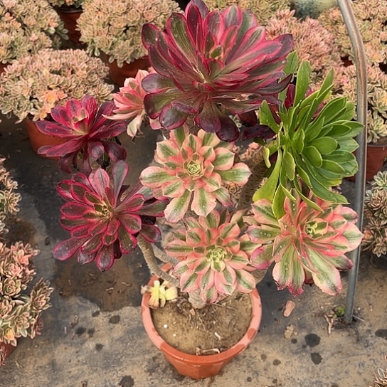 多肉植物大嫁接41