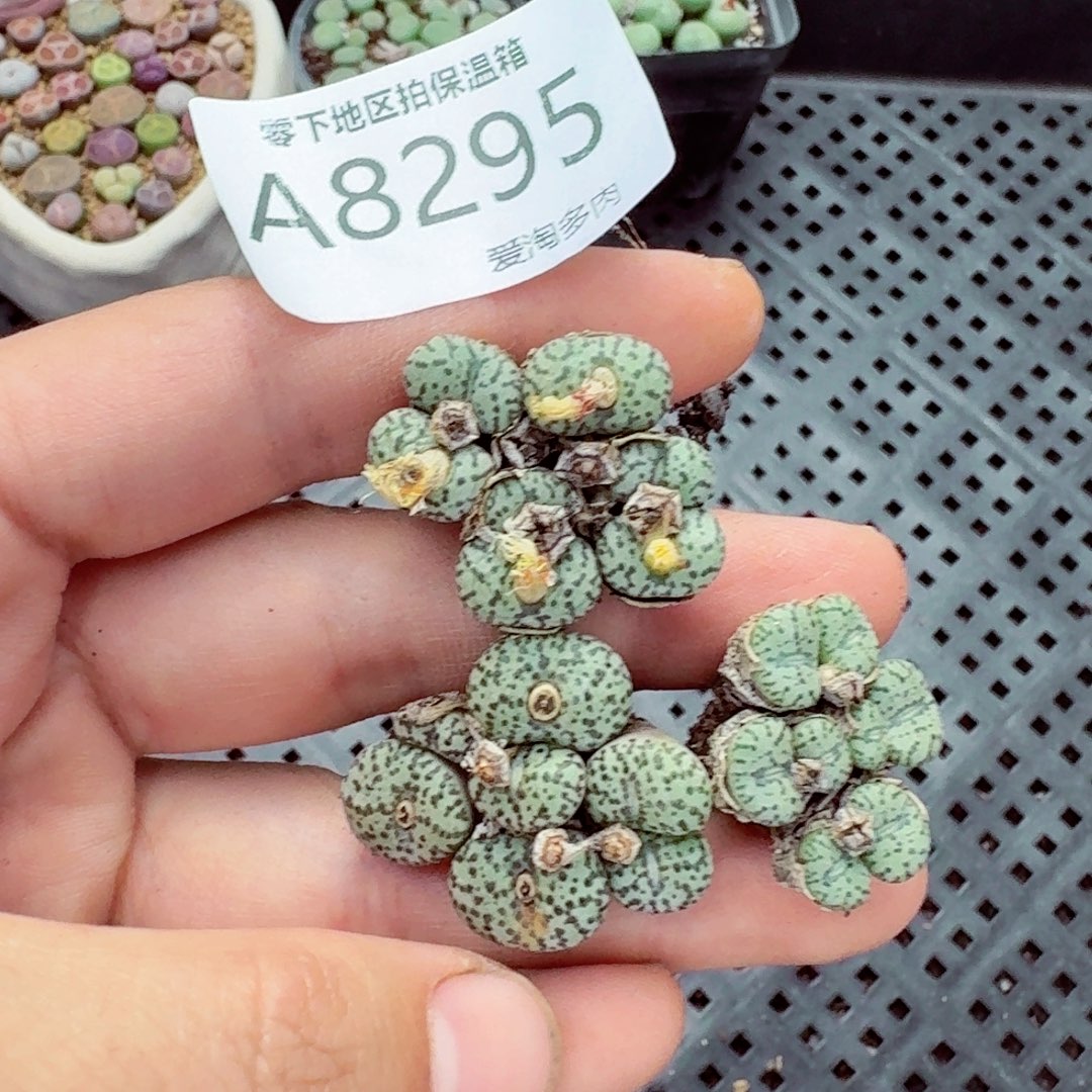 8295-– 零下地区需拍保温箱