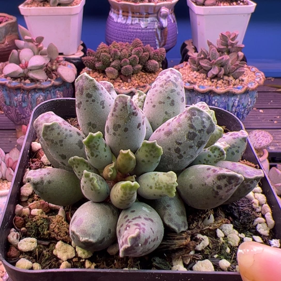 听***眠你们都是我最喜欢的