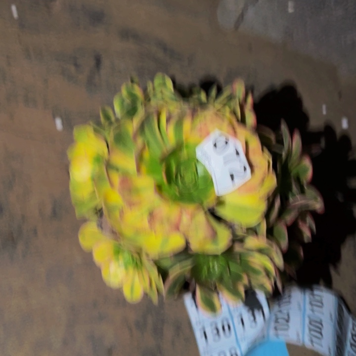 072雨荷多肉植物不售后
