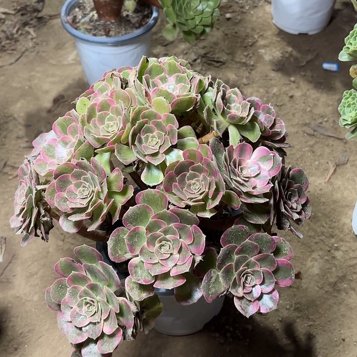 多肉植物法师安娜35