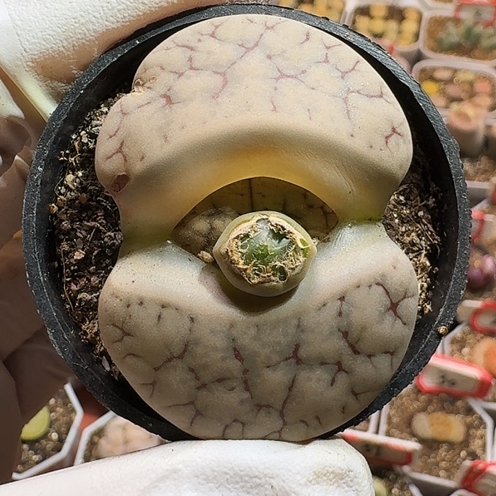 生石花11111111。   253