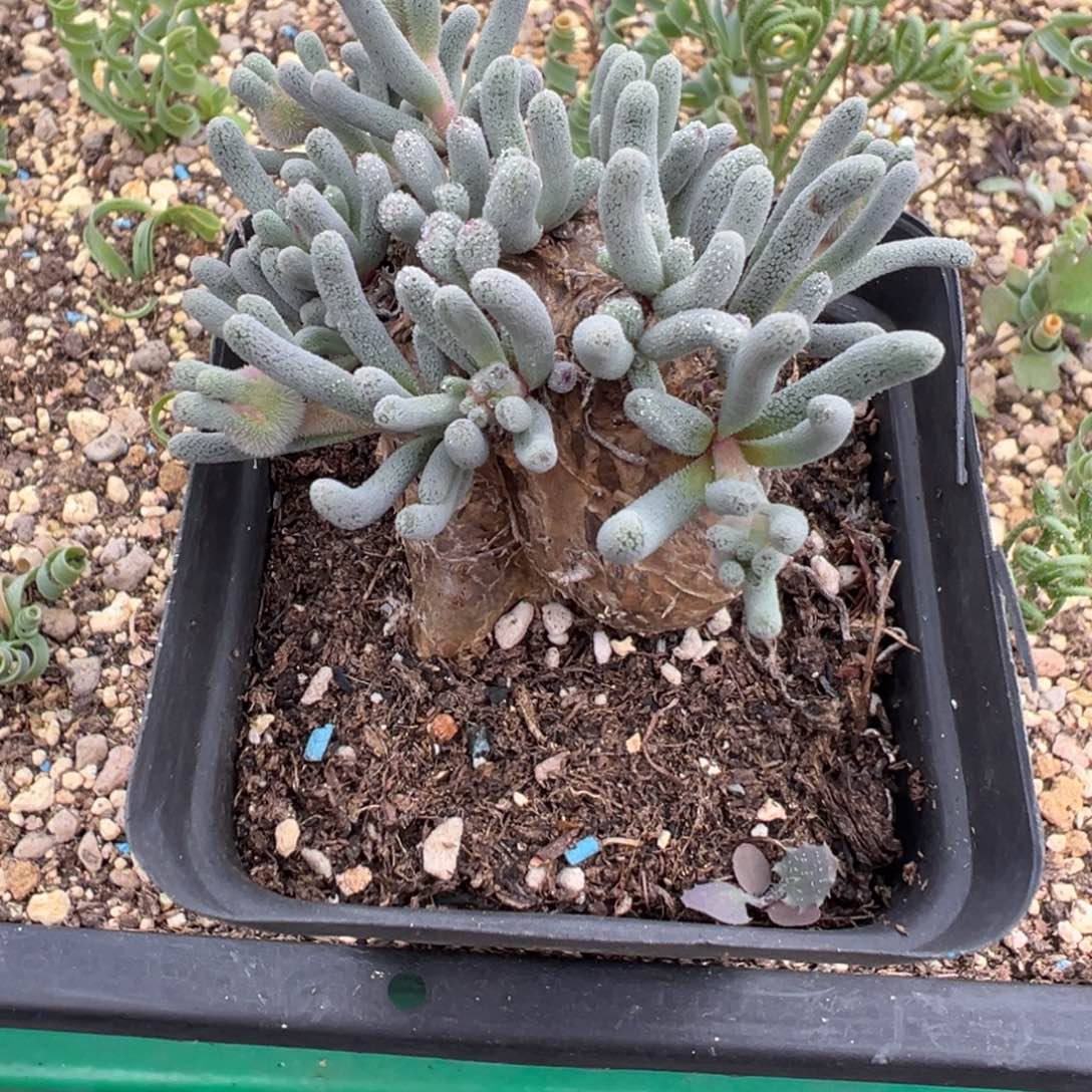 淡青霜多肉植物带盆土