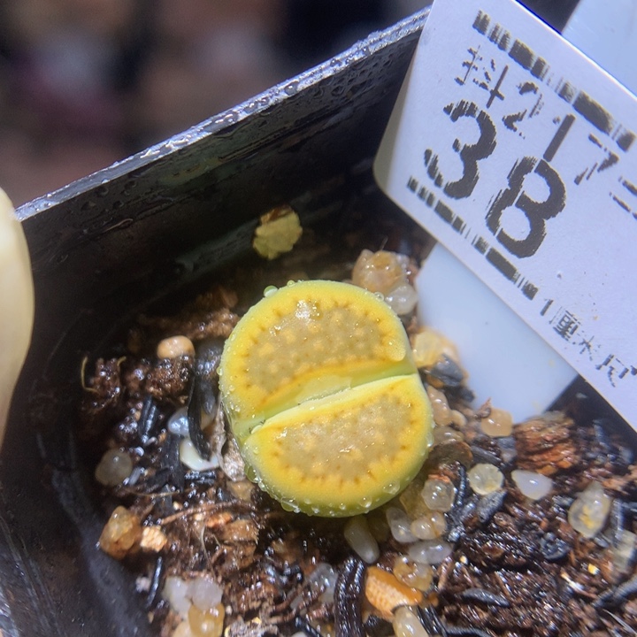 精品生石花217.38