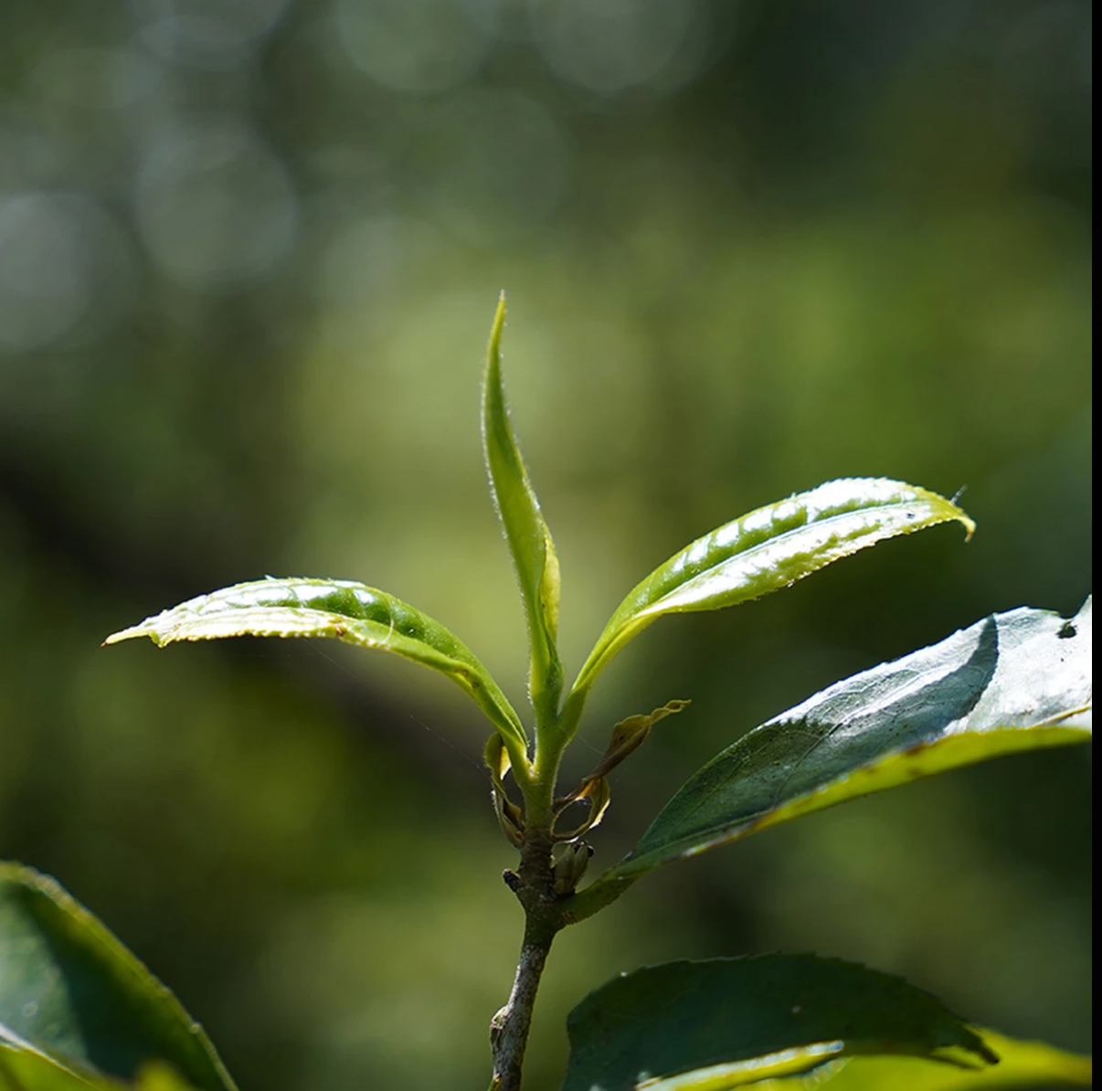 2025年哆依树古树单株头春头采 生茶 50g罐装（无茶样，拆封不退）