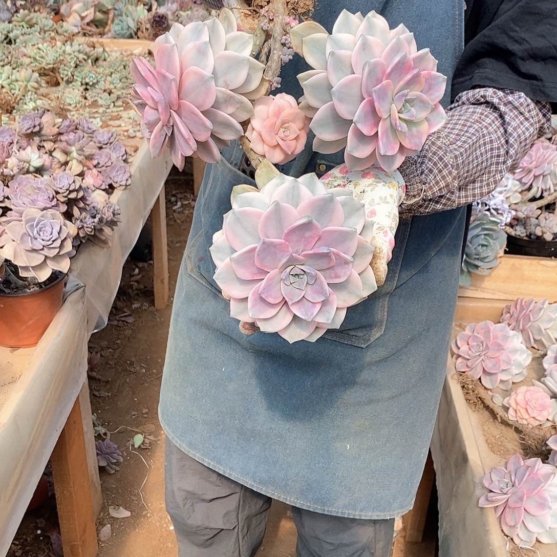 陈*瑞多肉植物紫乐景C59