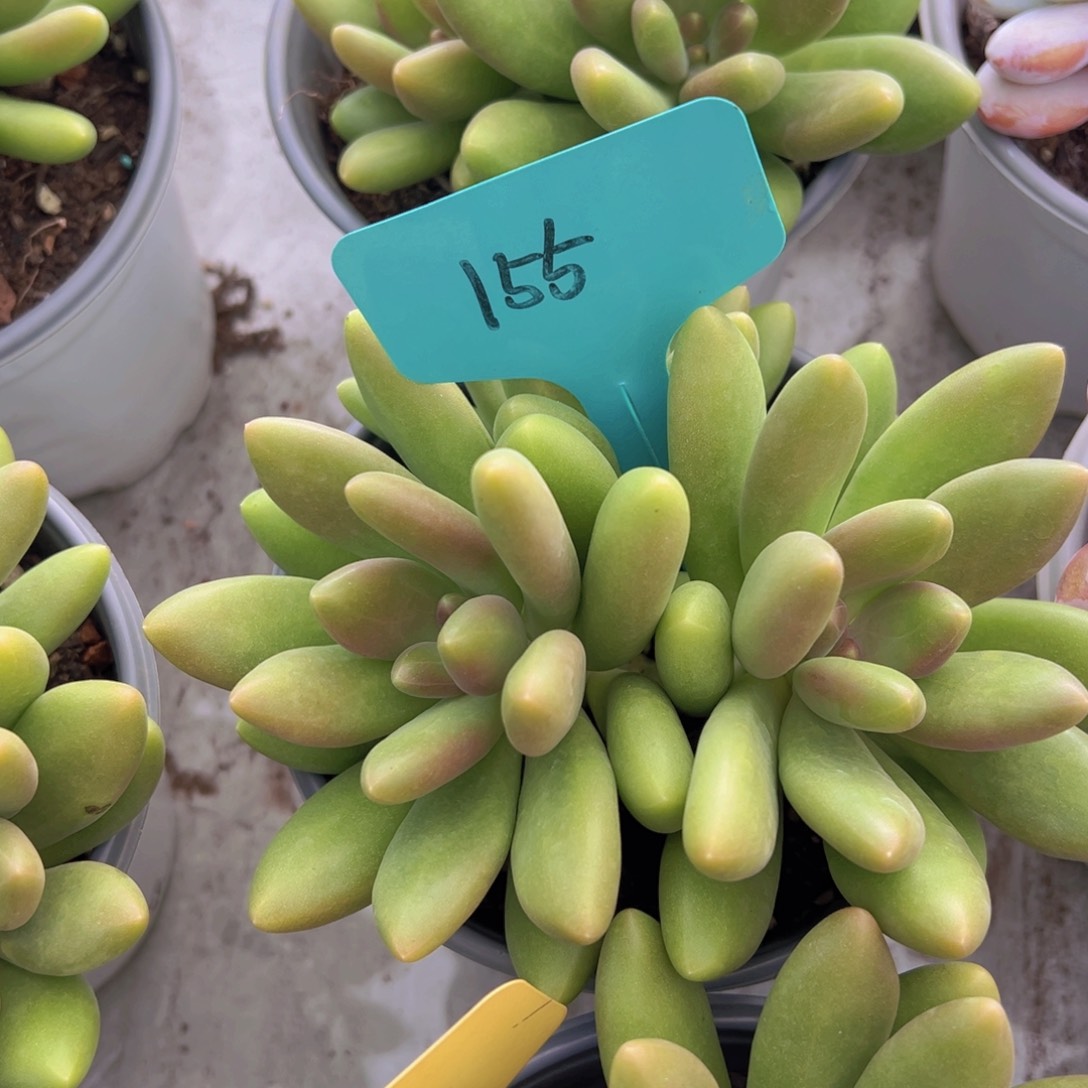 蓉*儿香玉的故事是一个人的