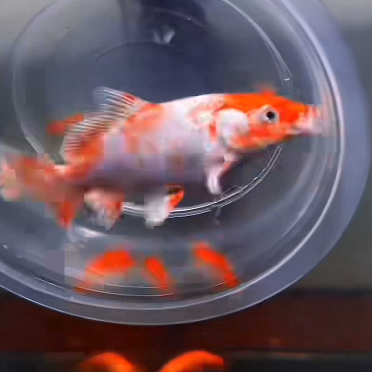 【3-4cm鱼苗】不挑不选 圆头鹰嘴红鱼后代 