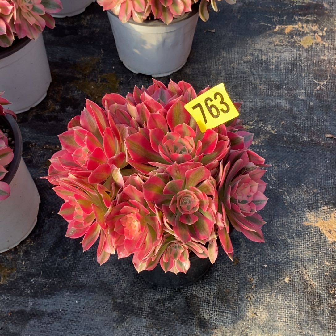 粉女巫从林多肉法师763