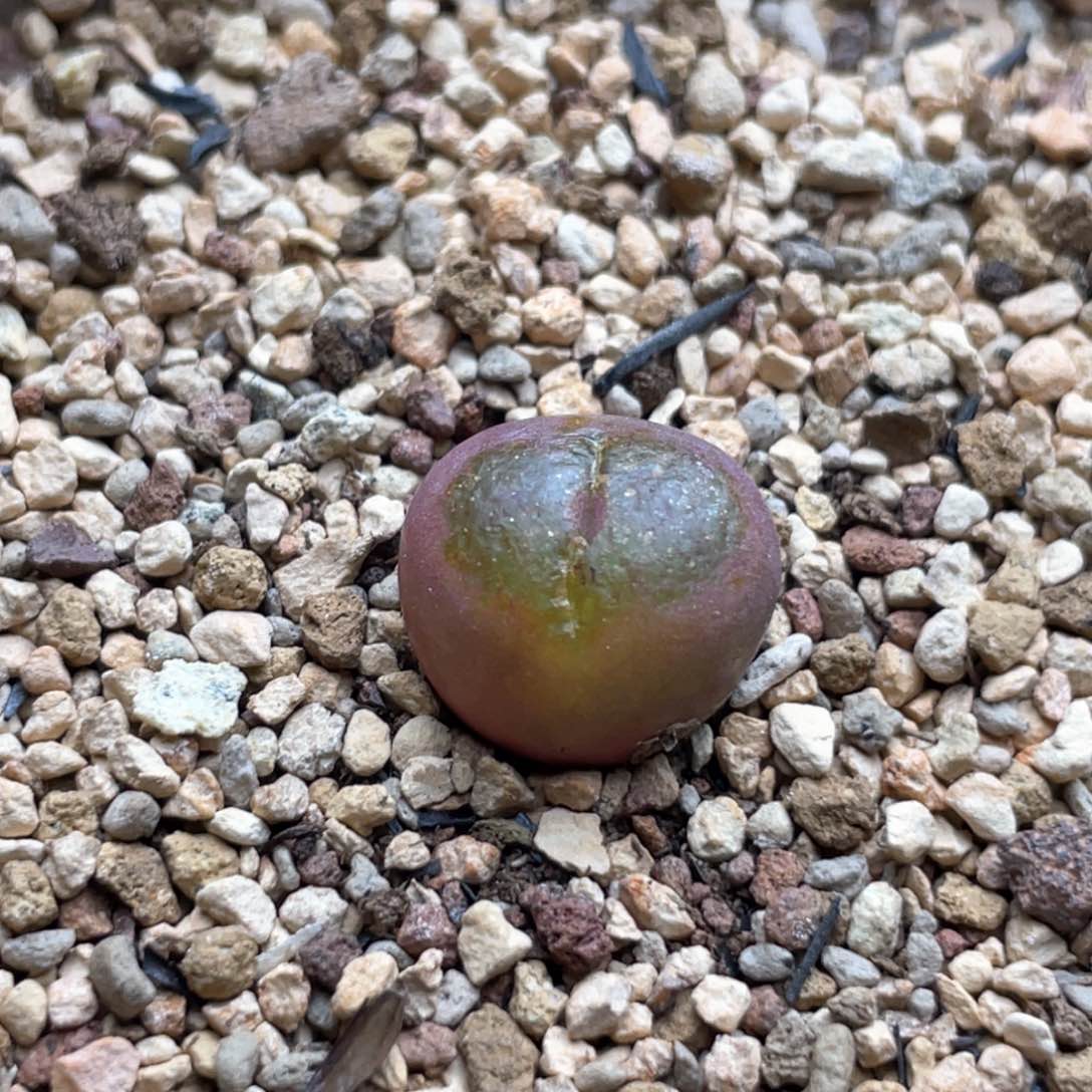 单头金色全窗杂交一棵