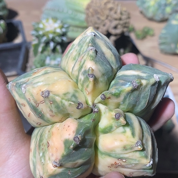 自根福利微瑕散斑龟甲鸾锦