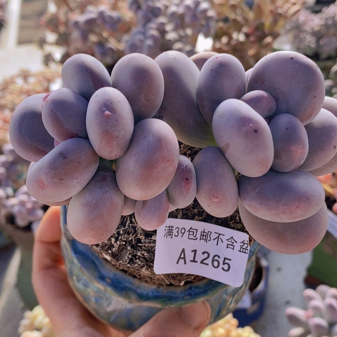 黄金大叶奶q11cm1265多肉植物