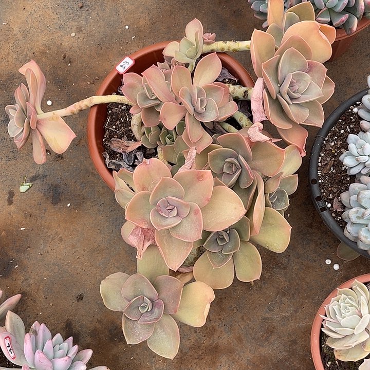 53贺氏 一物一拍多肉