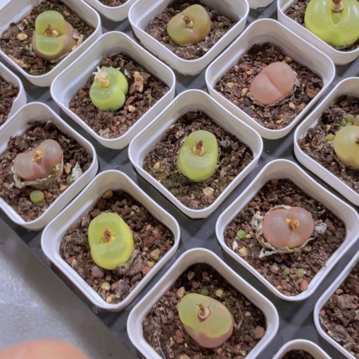 母本毛汉尼福利一颗