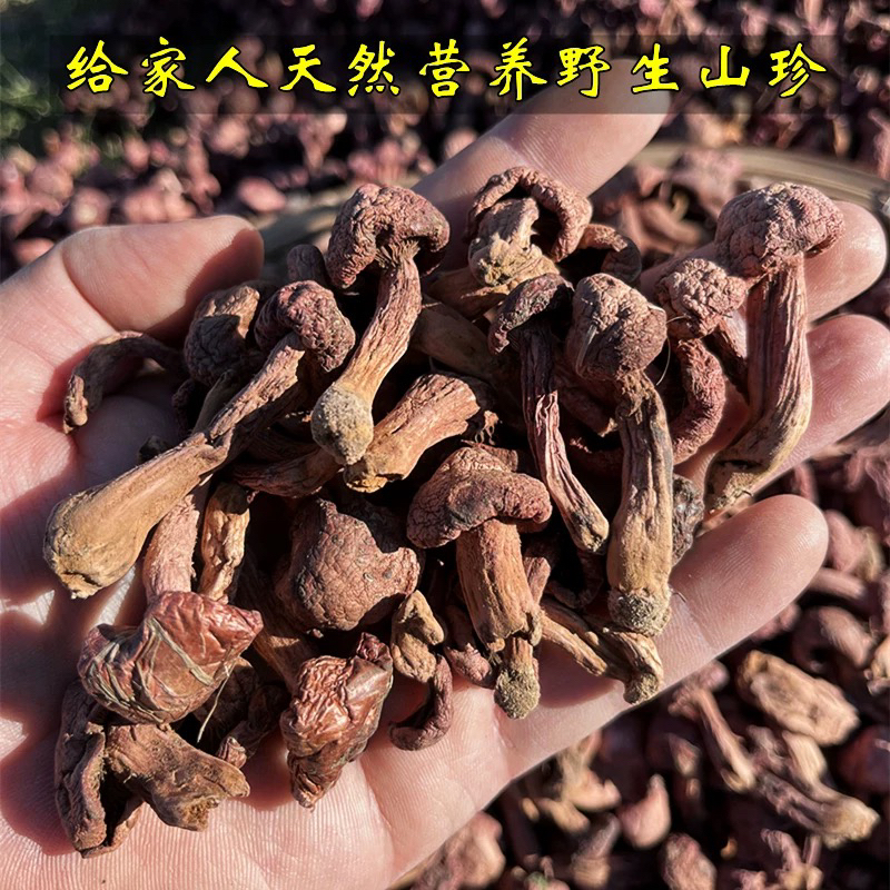 长白山野生红松伞肉蘑