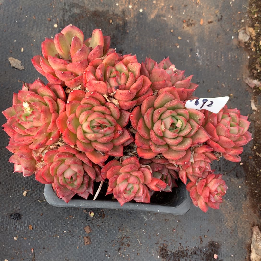 1692杂交多肉植物