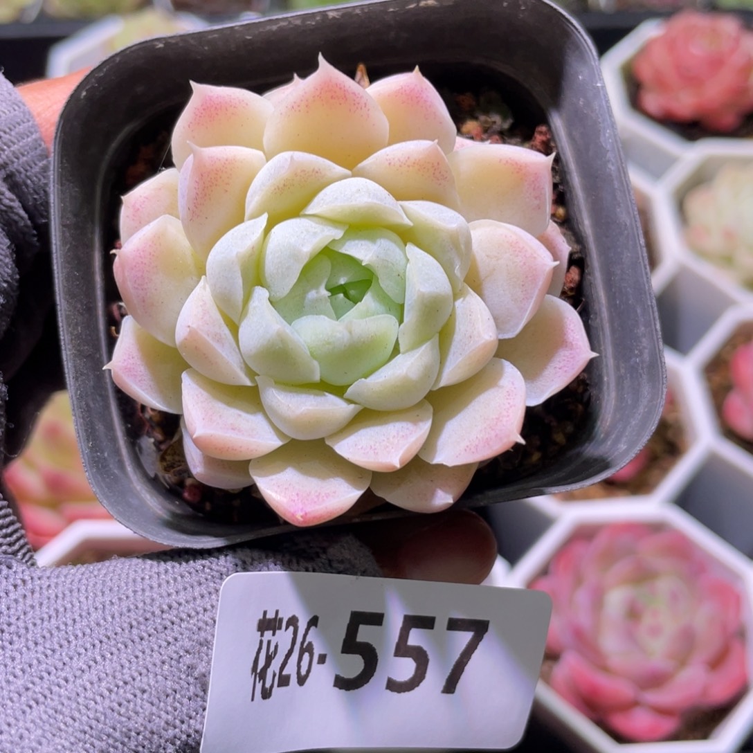 花利美26-557白月影