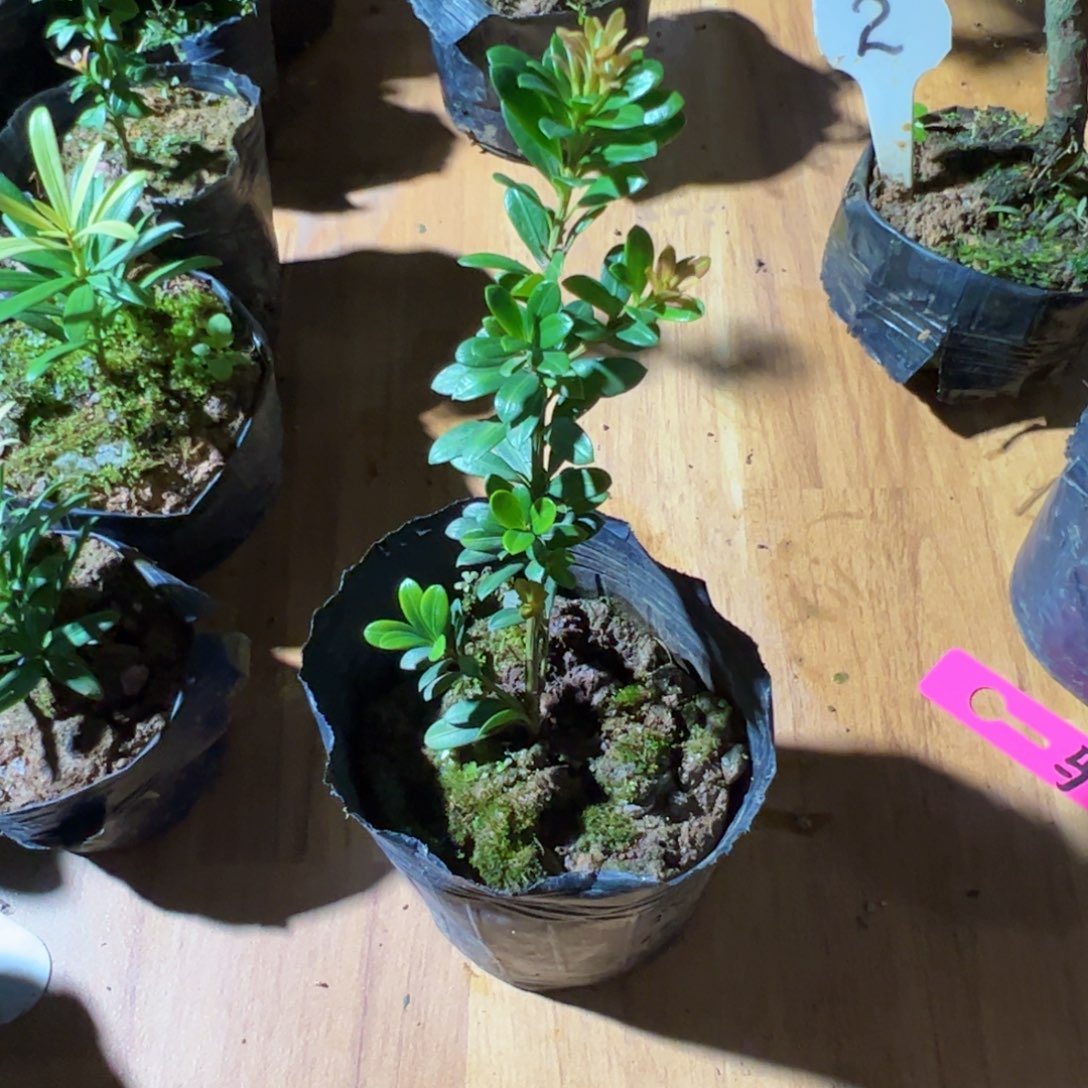 马***坤完全开放红芽罗汉松盆景素材