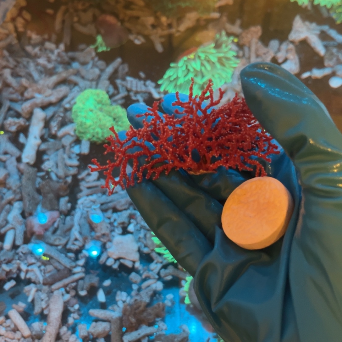 龍***跃奶嘴海葵红海树111111