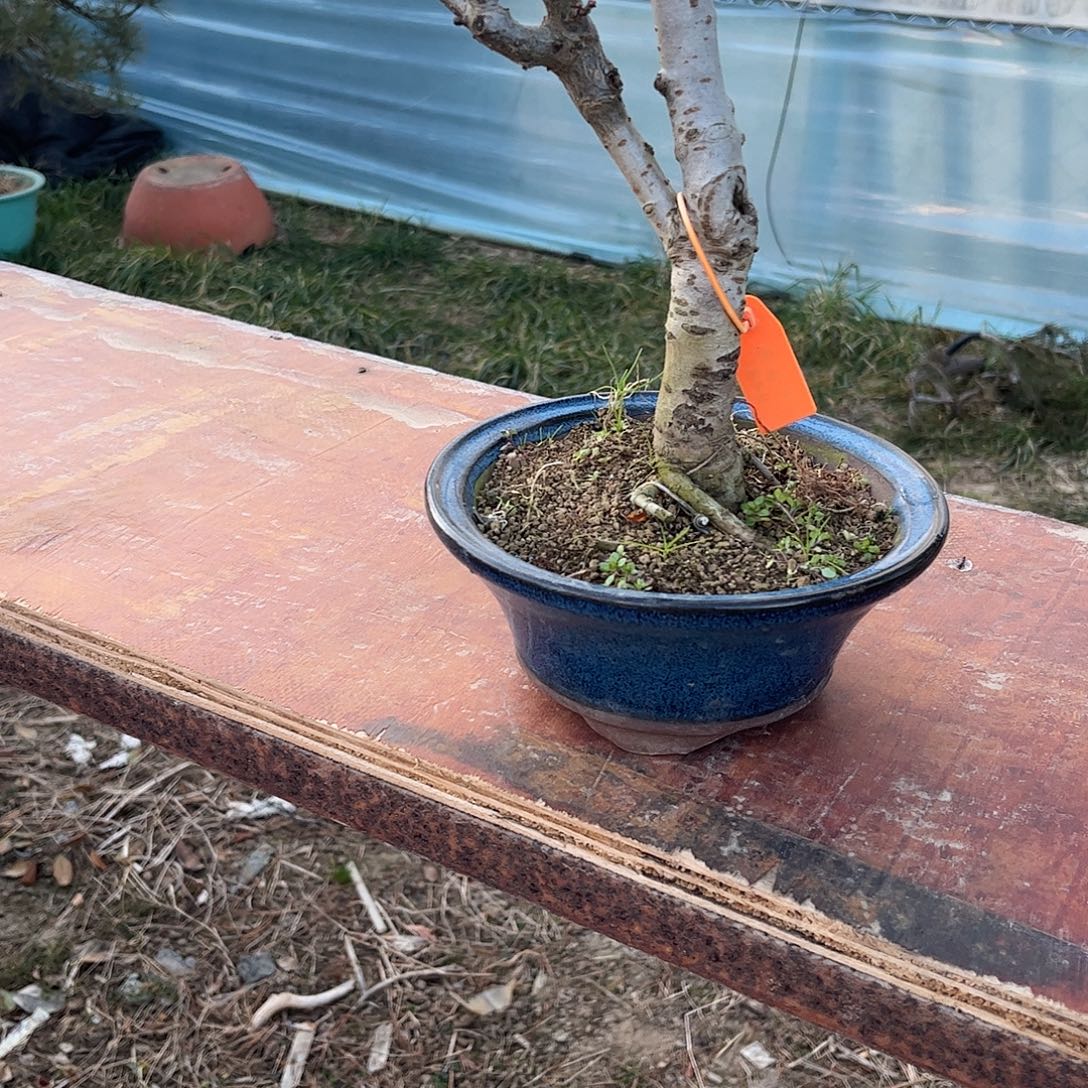 用***2无花朵海棠盆景，老庄