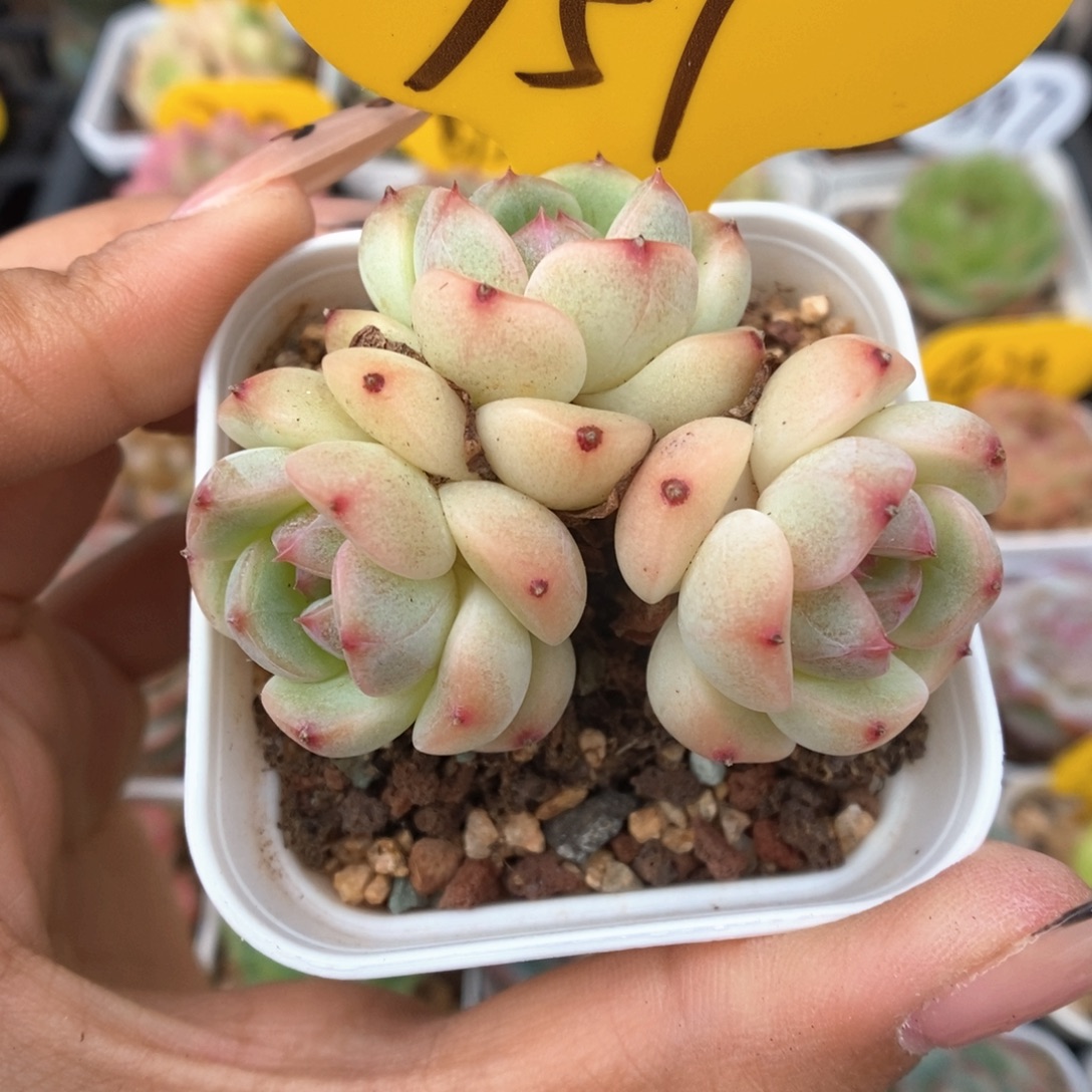 蜜糖甜心群生751号。 