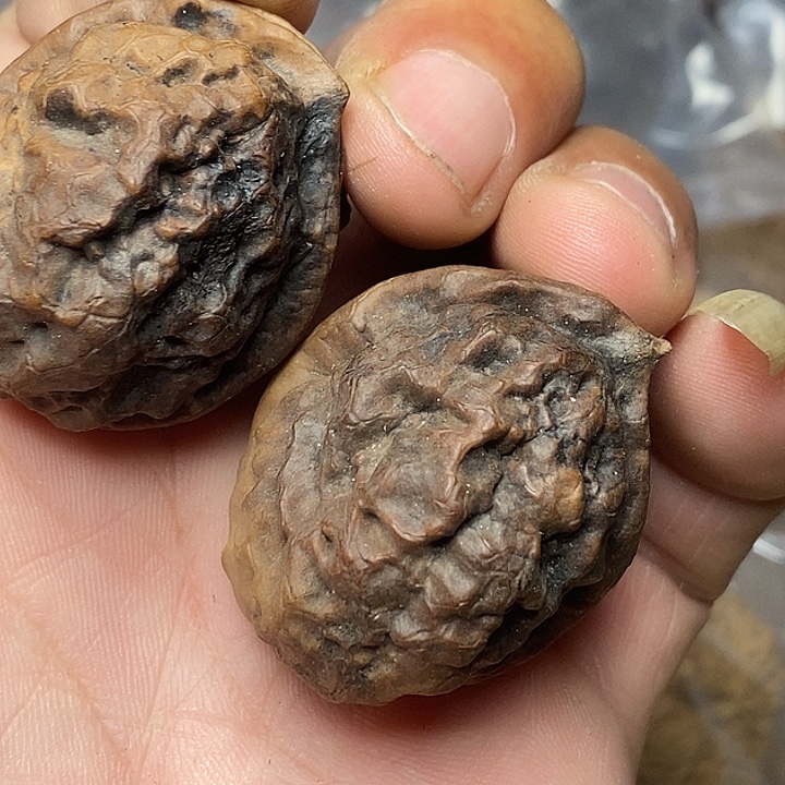 文玩核桃把件志成云铁文玩50