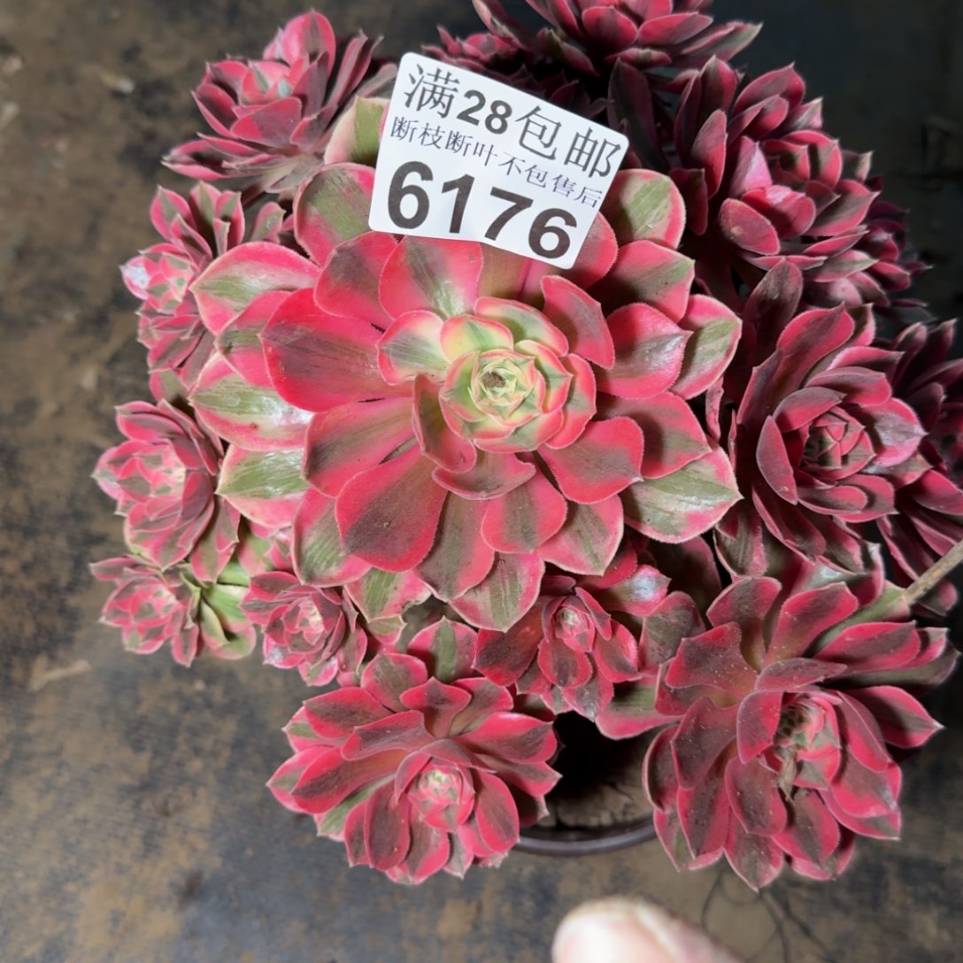 6176女妖不包断枝多肉