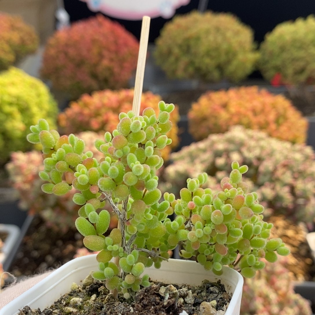 蜜橘糖球0942枝干番杏