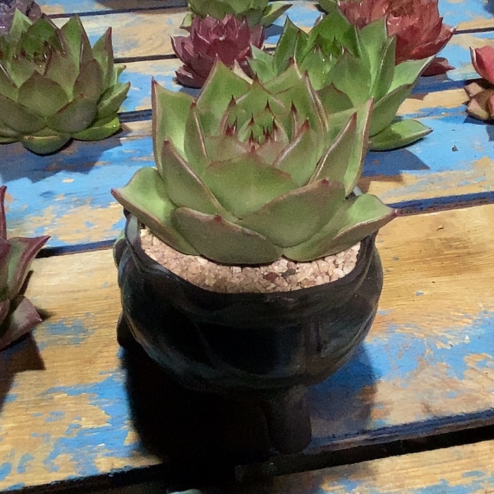 ༄***࿐福利原始种宽叶16         