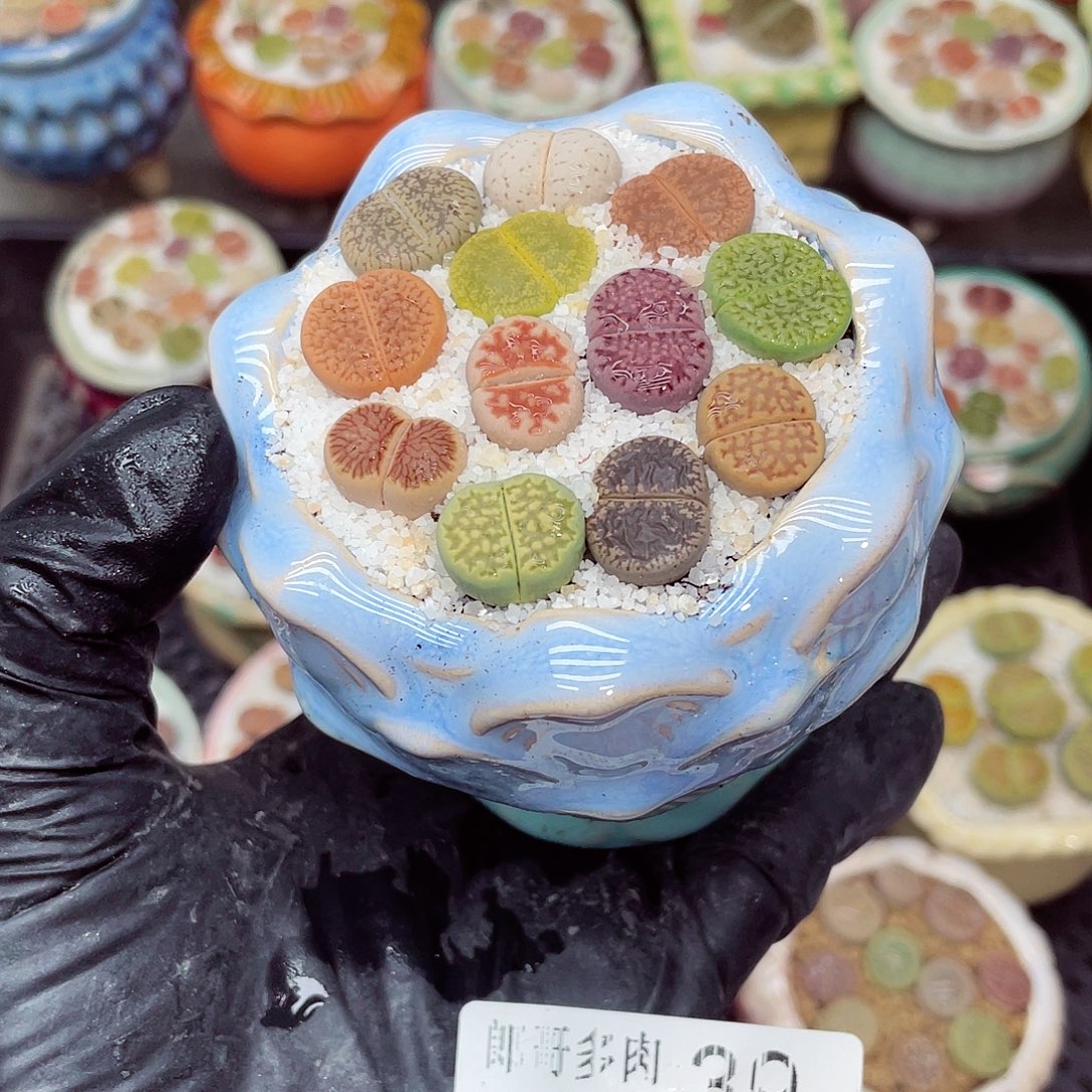 生石花满18包邮1128-39