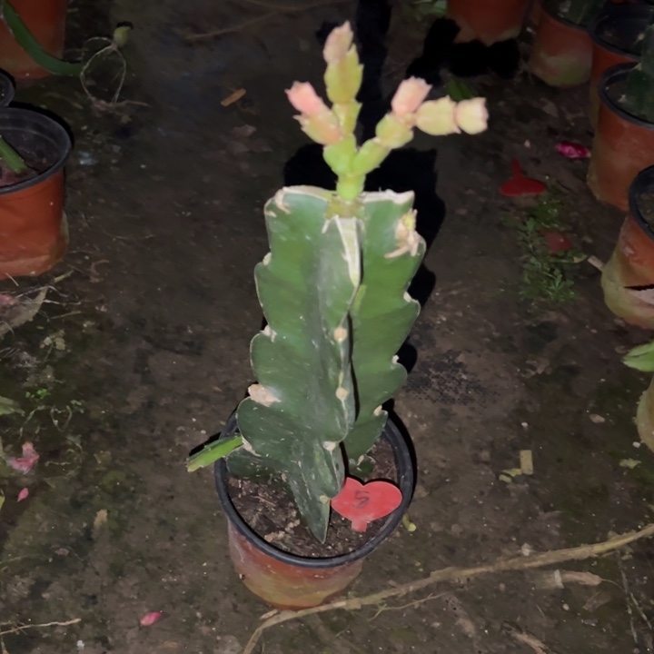 ****️当前无花栽培后可以开花红羽毛5