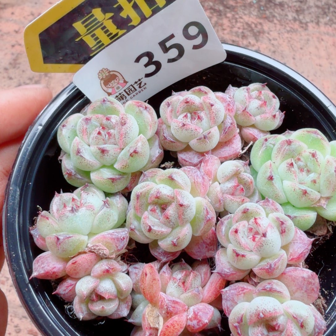 多肉植物多肉植物