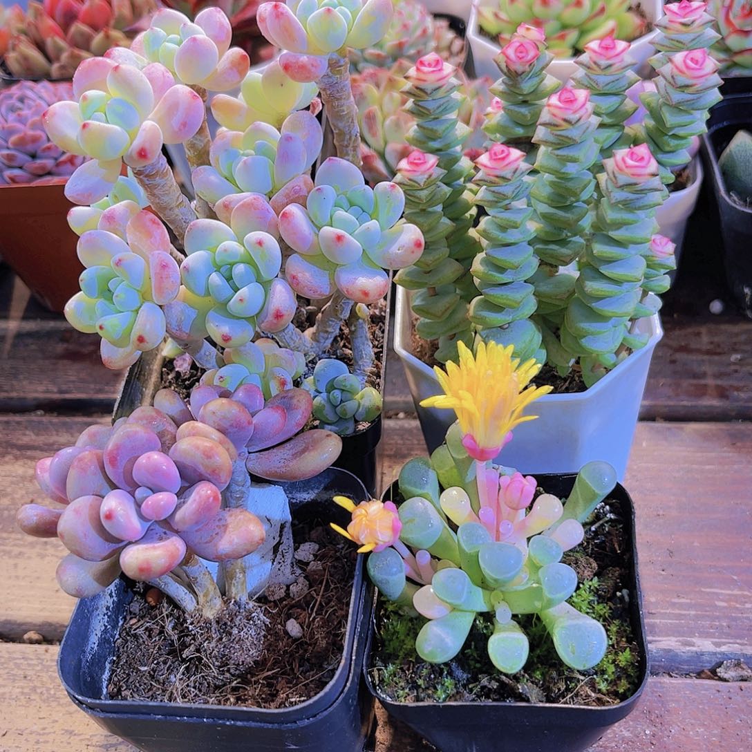 罗琦➕钱串锦➕桃蛋➕五十锦