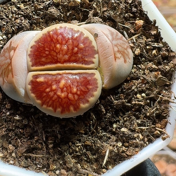 生石花23:：：：：。  27