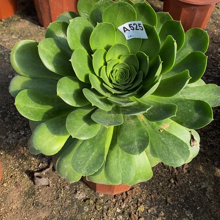 你**笑香炉盘多肉植物525