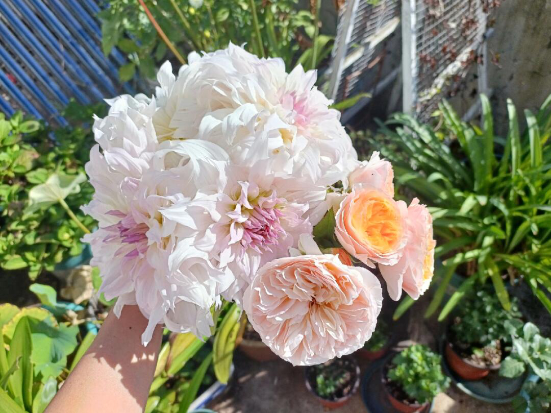 (夏伊洛诺艾尔)一整坨进口大丽花多年生包对版