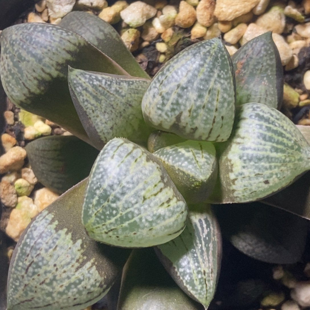 实生寿一物一拍的